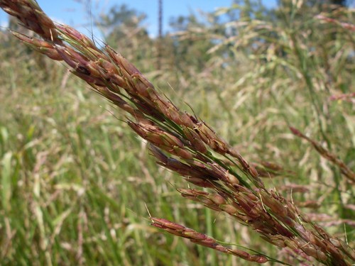 Johnsongrass