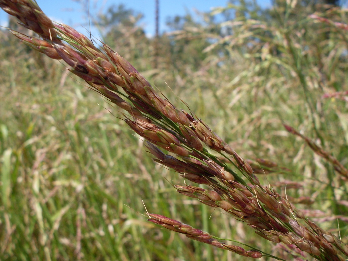How to Care for Johnsongrass
