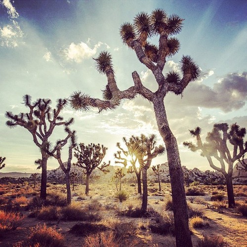 Joshua Tree