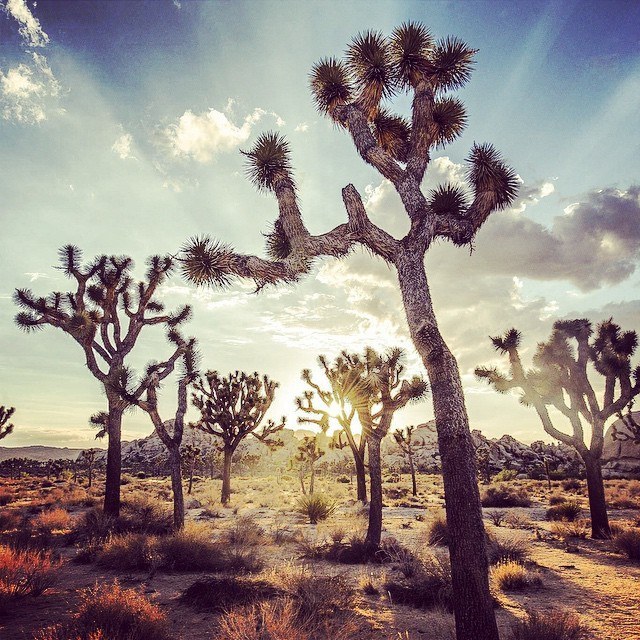 How to Care for Joshua Tree