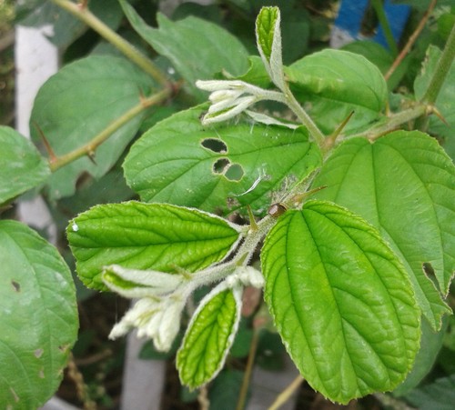Jujube Tree