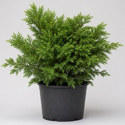 Juniper Identification Guide
