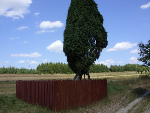 Juniper