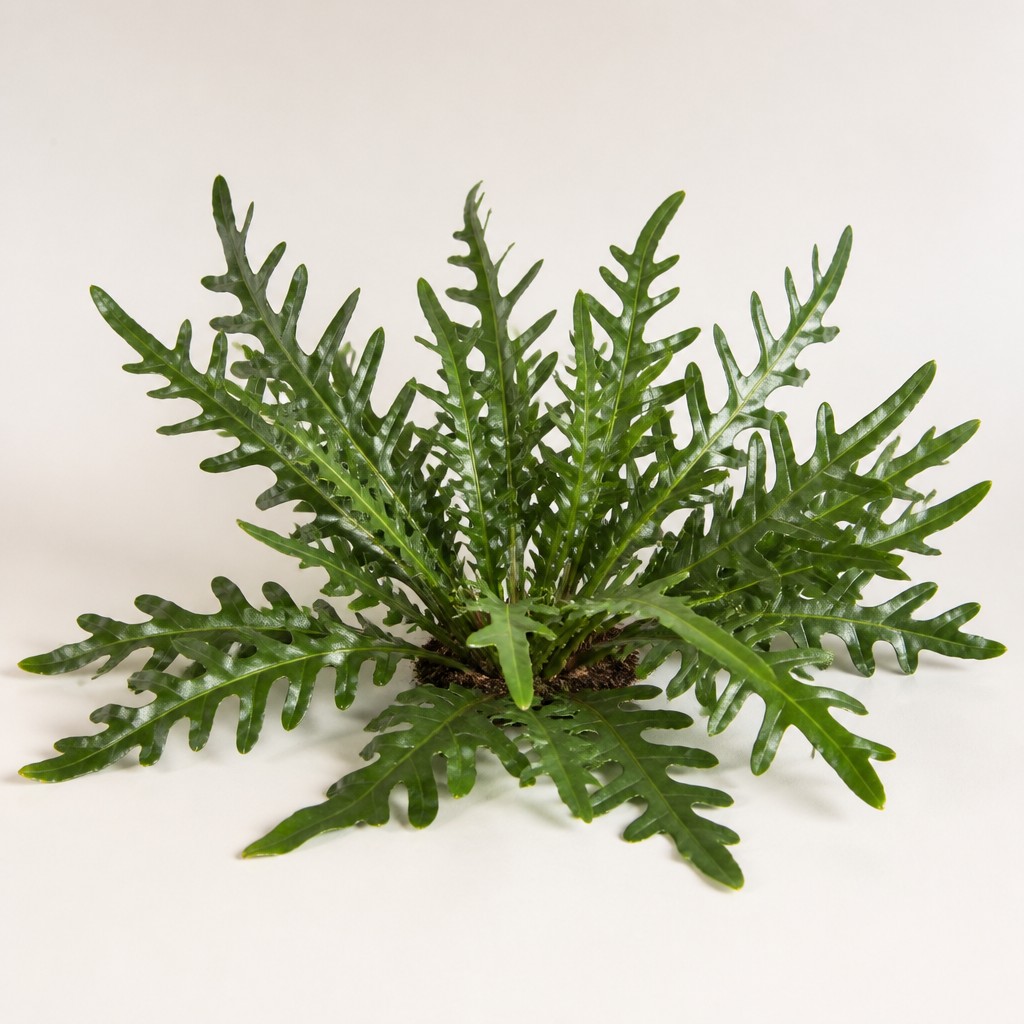 Kangaroo Paw Fern