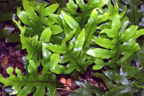 Kangaroo Paw Fern