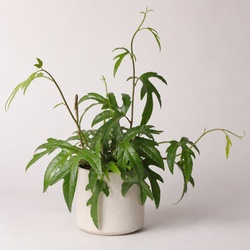 Kangaroo Vine Identification Guide