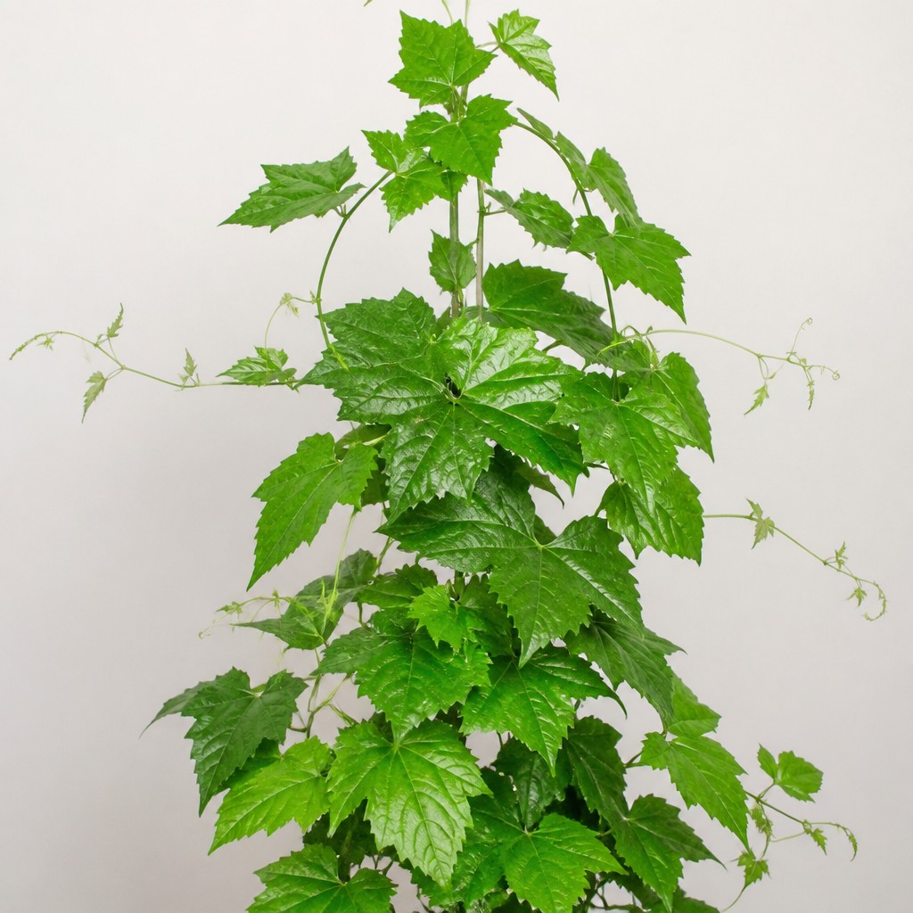 Kangaroo Vine