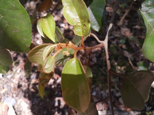 Kangaroo Vine
