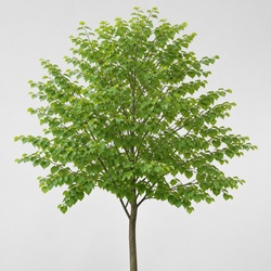 Katsura Tree Identification Guide