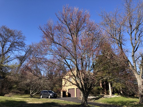 Katsura Tree