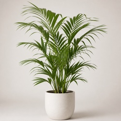 Kentia Palm Identification Guide
