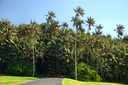 Kentia Palm