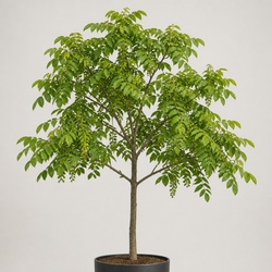 Kentucky Coffeetree Identification Guide