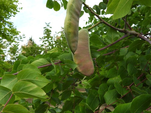 Kentucky Coffeetree