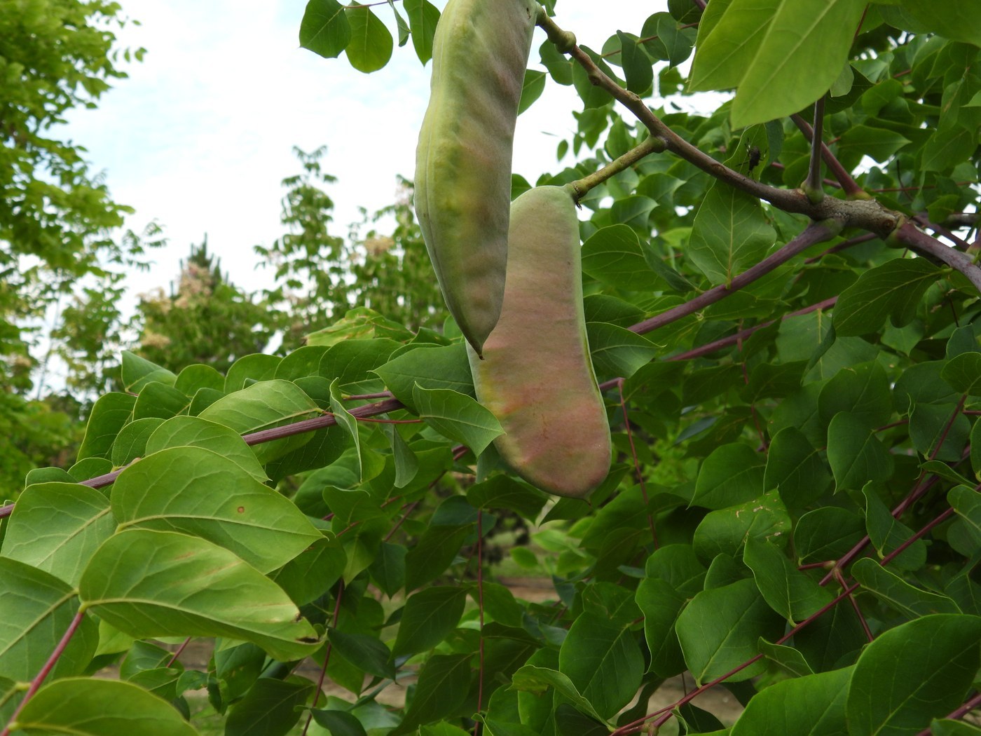 How to Care for Kentucky Coffeetree