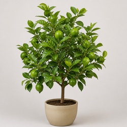 Key Lime Identification Guide