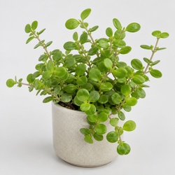 Key Lime Pie Plant Identification Guide