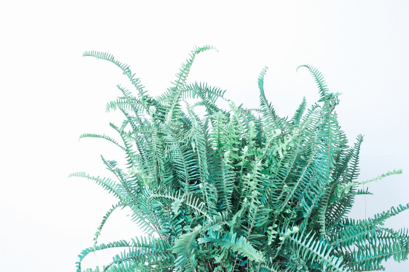 How to Care for Kimberly Queen Fern