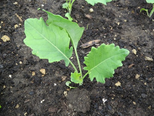 Kohlrabi
