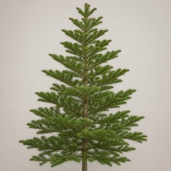 Korean Fir Identification Guide