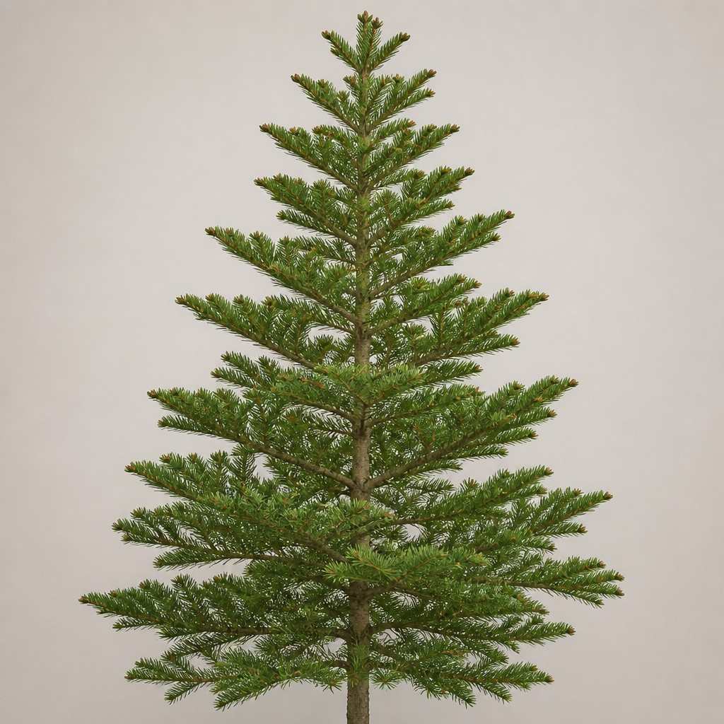Korean Fir