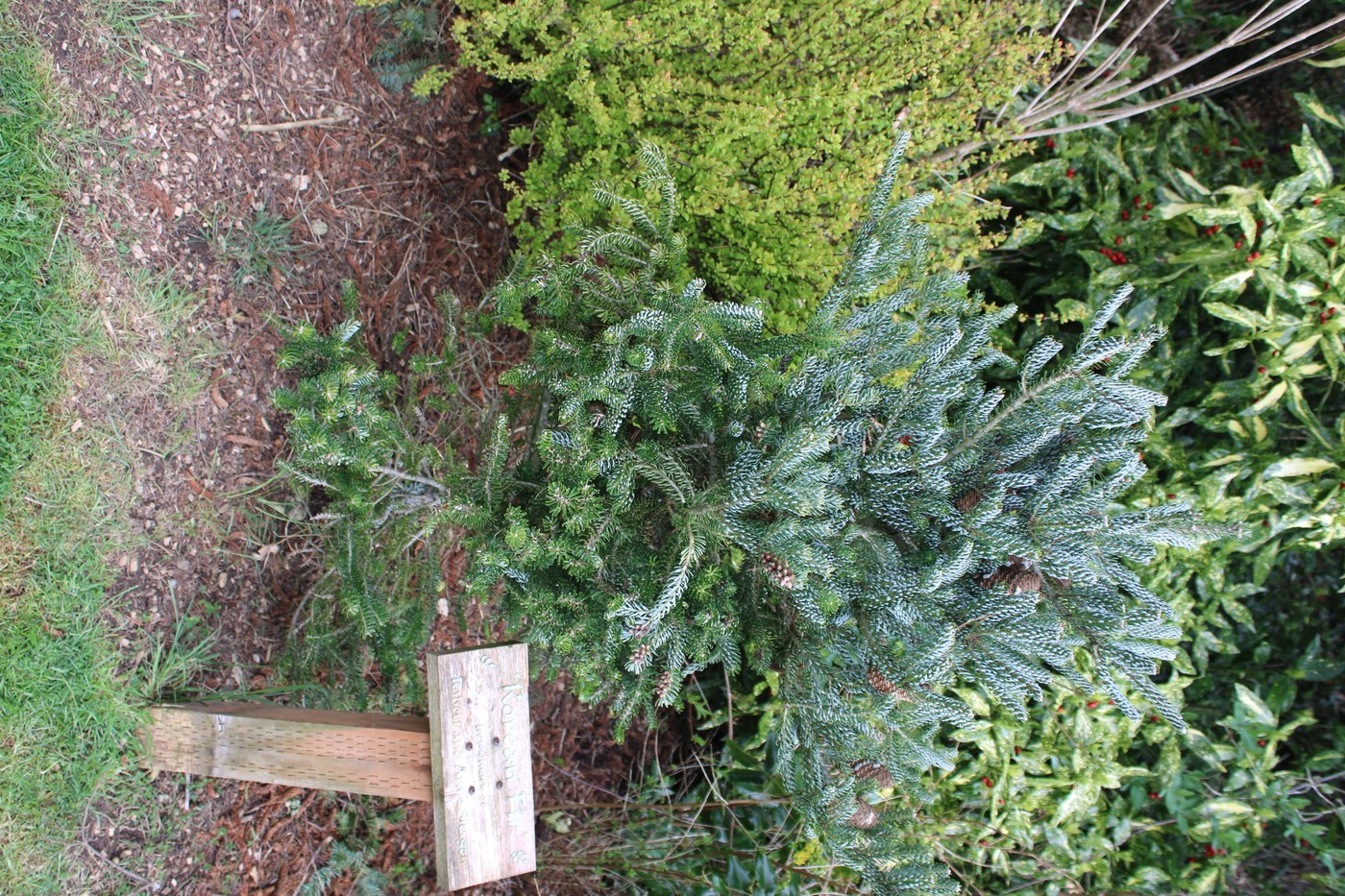 How to Care for Korean Fir