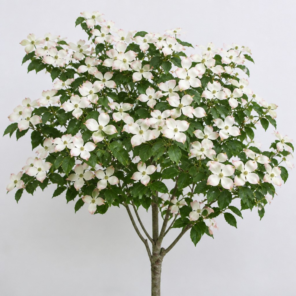 Kousa Dogwood
