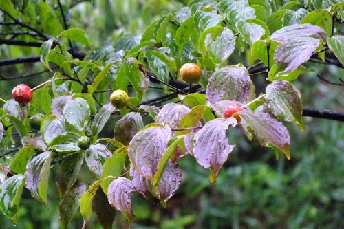 Kousa Dogwood