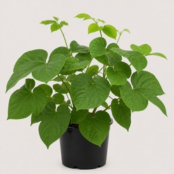 Kudzu Identification Guide
