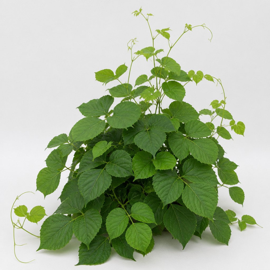 Kudzu