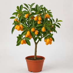 Kumquat Identification Guide