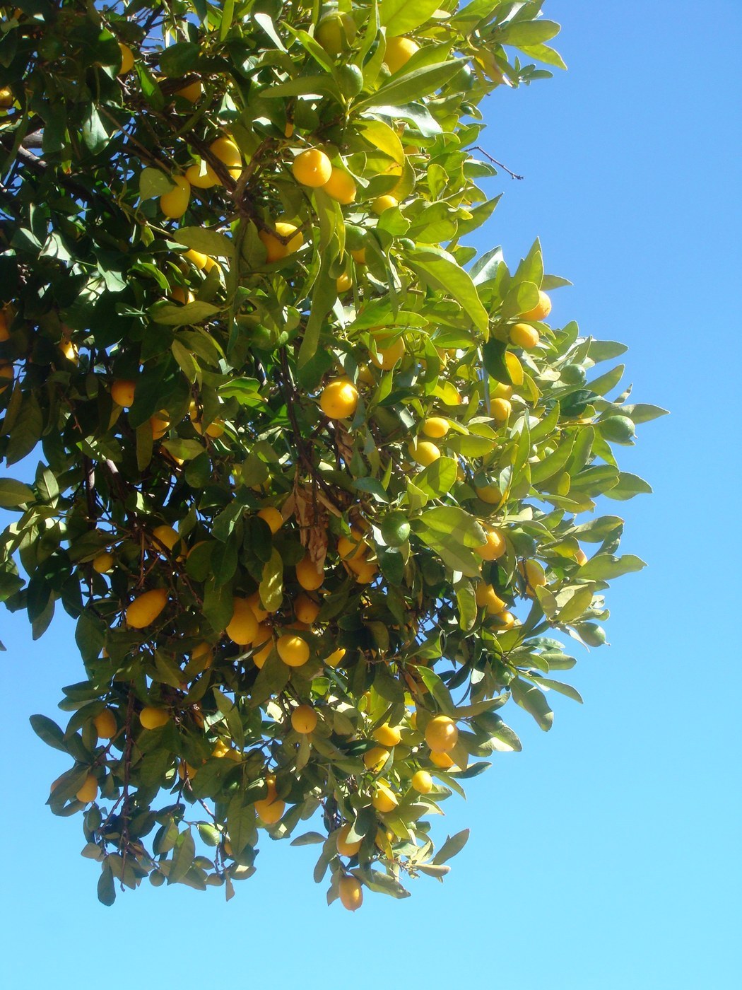 How to Care for Kumquat