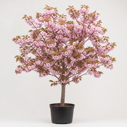Kwanzan Cherry Identification Guide