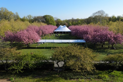 Kwanzan Cherry