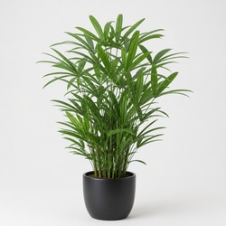 Lady Palm Identification Guide