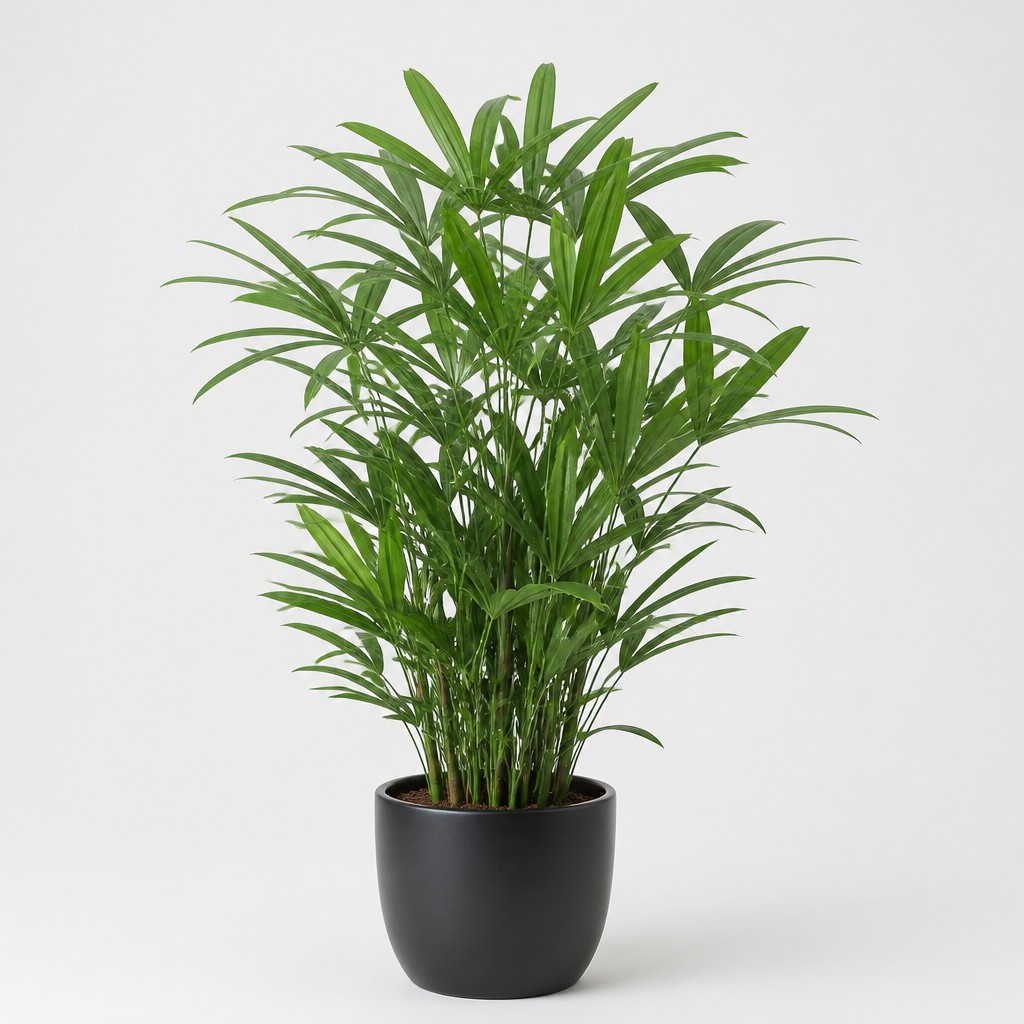 Lady Palm