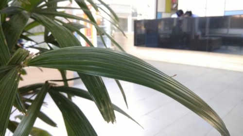 Lady Palm