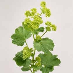 Lady's Mantle Identification Guide
