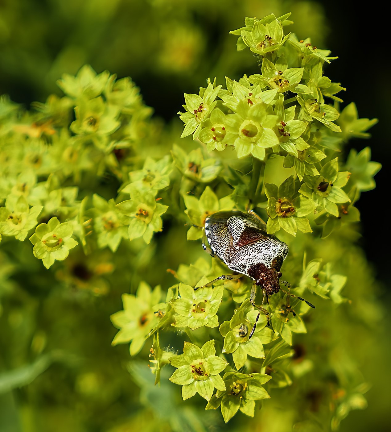 How to Care for Lady's Mantle