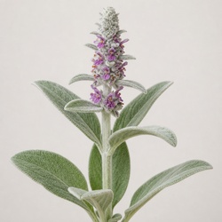Lamb's Ear Identification Guide