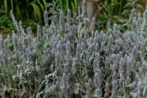 Lamb's Ear