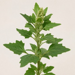Lambsquarters Identification Guide