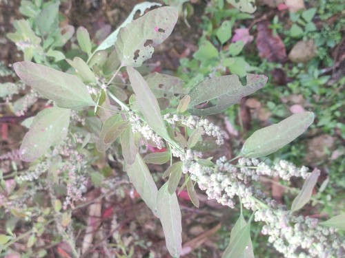 Lambsquarters