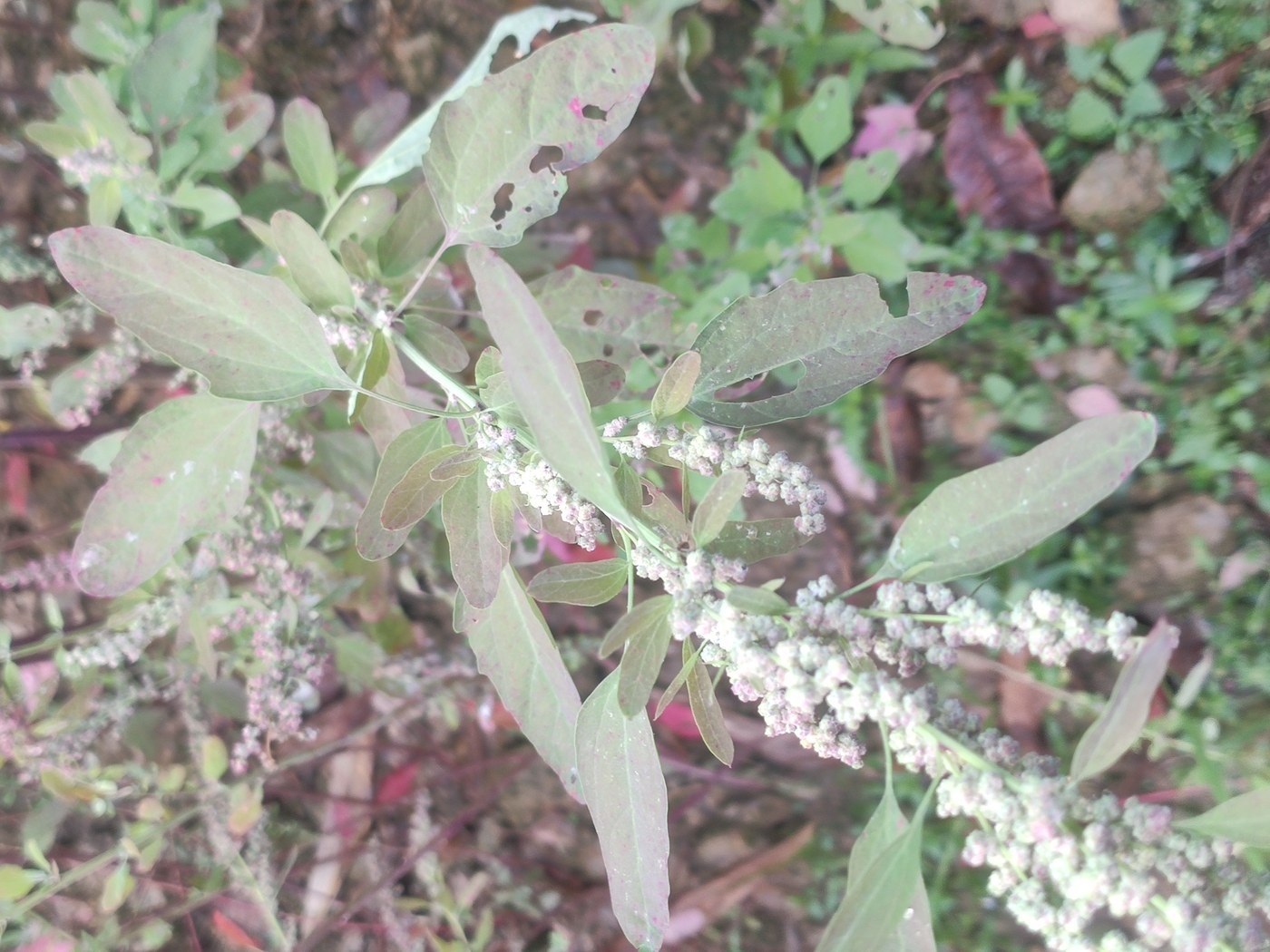 How to Care for Lambsquarters