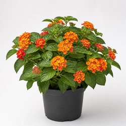 Lantana Identification Guide