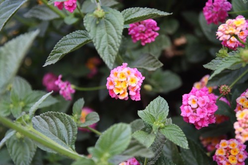 Lantana