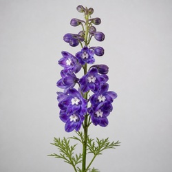 Larkspur Identification Guide