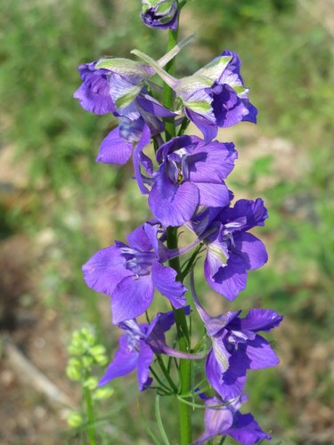 Larkspur