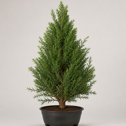 Lawson Cypress Identification Guide