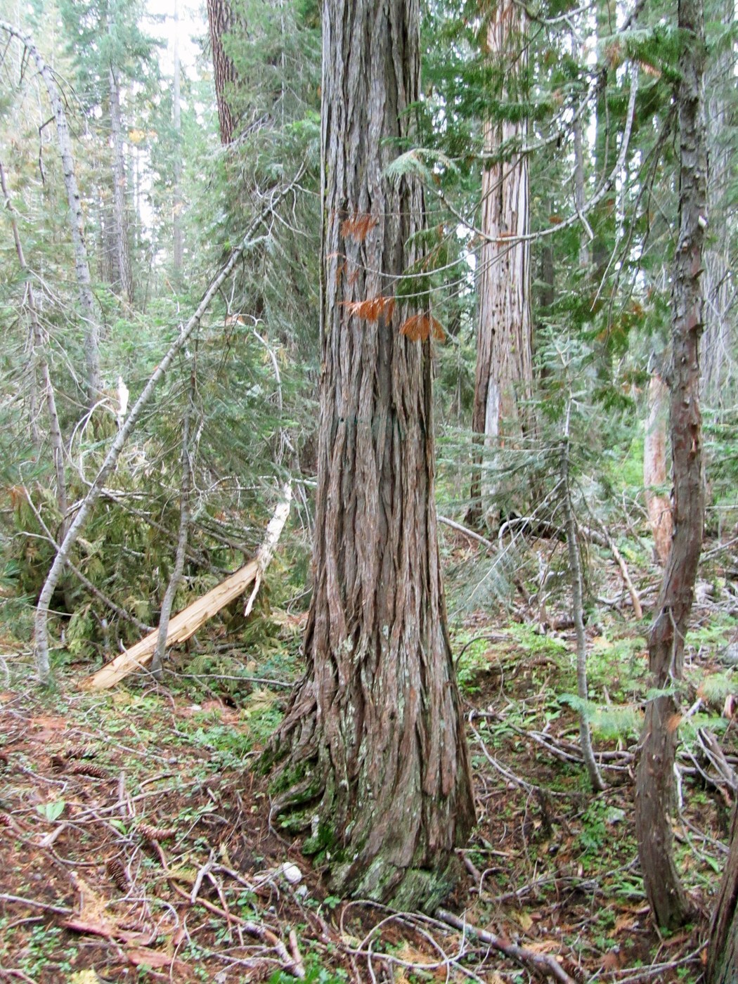 How to Care for Lawson Cypress